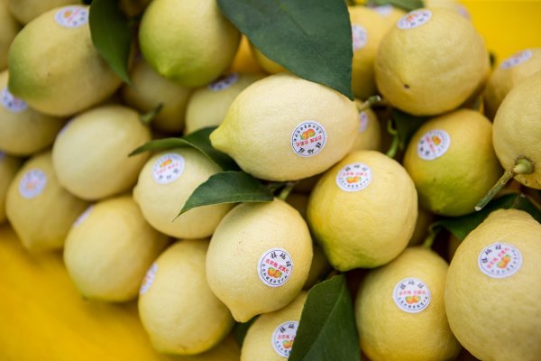 财聚配资 国内外“两头抢”！四川安岳柠檬价格创新高，记者实探背后原因