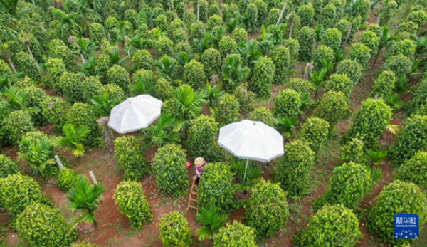 红海优配 海南胡椒迎来收获季