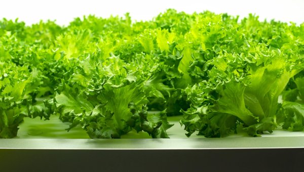 新玺配资 这种夏日沙拉里的主角儿，曾被古人用来治失眠